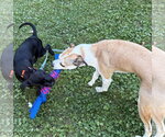 Small #2 Labrador Retriever Mix