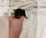 Puppy 8 Schnauzer (Miniature)