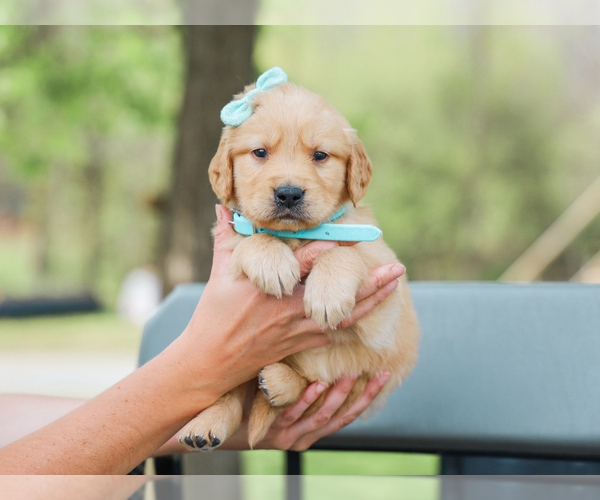 Medium Photo #4 Golden Retriever Puppy For Sale in LIBERTY, KY, USA