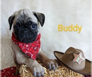 Pug Puppy for sale in LEBANON, PA, USA