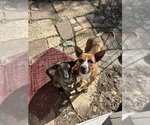 Small Photo #4 Mutt Puppy For Sale in Sandy, UT, USA