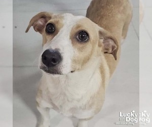 Labbe Dogs for adoption in Washington, DC, USA
