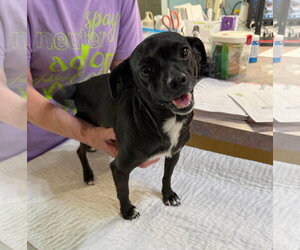 Chiweenie Dogs for adoption in Benton, LA, USA