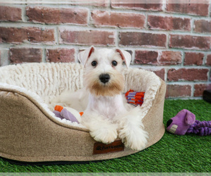 Schnauzer (Miniature) Puppy for sale in SYRACUSE, IN, USA