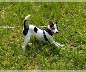 Jack Russell Terrier Dogs for adoption in Doylestown, PA, USA