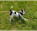Small Jack Russell Terrier