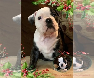 Olde English Bulldogge Puppy for sale in ARNOLD, MD, USA