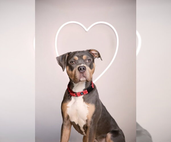 Medium Photo #19 American Pit Bull Terrier Puppy For Sale in Caldwell, NJ, USA