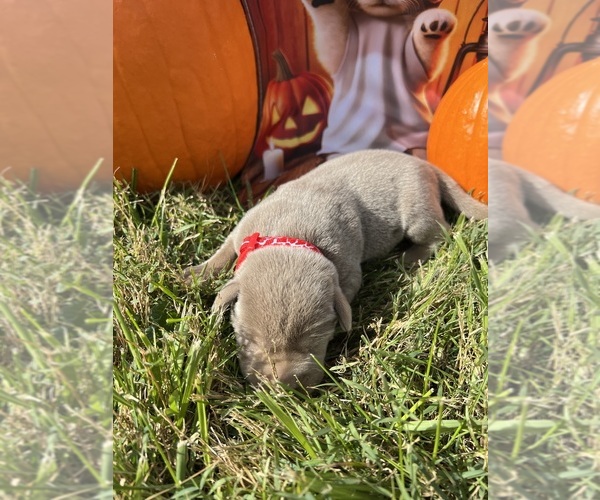 Medium Photo #10 Labrador Retriever Puppy For Sale in NEOLA, WV, USA
