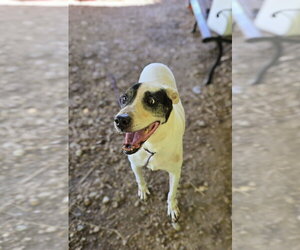 American Staffordshire Terrier-Labrador Retriever Mix Dogs for adoption in Jackson, MS, USA
