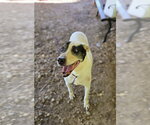 Smudge - Male American Staffordshire Terrier-Labrador Retriever Mix Dog for Adoption - Small photo