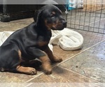Small #7 Doberman Pinscher