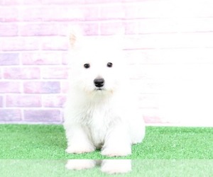 West Highland White Terrier Puppy for sale in BEL AIR, MD, USA