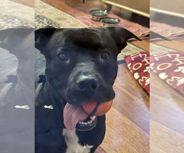 Medium Photo #3 American Pit Bull Terrier-Staffordshire Bull Terrier Mix Puppy For Sale in Chandler, AZ, USA