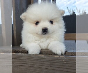 Pomeranian Puppy for sale in ROSEVILLE, CA, USA