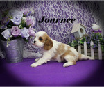 Small #11 Cavalier King Charles Spaniel