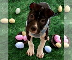 Small #2 American Pit Bull Terrier-Labrador Retriever Mix