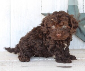 Cock-A-Poo Puppy for sale in FREDERICKSBURG, OH, USA