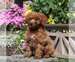 Small #1 Poodle (Miniature)