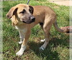 Small #6 Great Pyrenees Mix