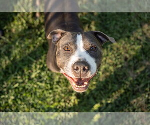 American Staffordshire Terrier-Unknown Mix Dogs for adoption in Calhoun, GA, USA