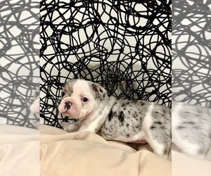 French Bulldog Puppy for sale in ELKHORN, WI, USA