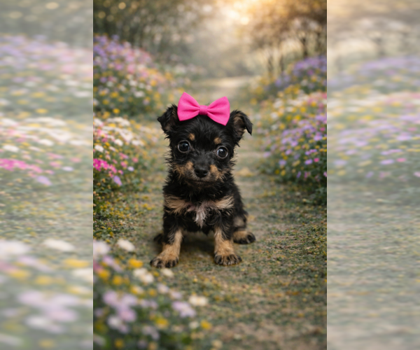 Medium Photo #1 Yorkiepoo mix (+ Poodle Toy) Puppy For Sale in RIPLEY, MS, USA