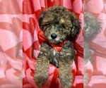 Small Photo #1 ShihPoo Puppy For Sale in SALEM, OR, USA