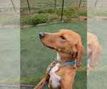 Small #3 Labrador Retriever Mix