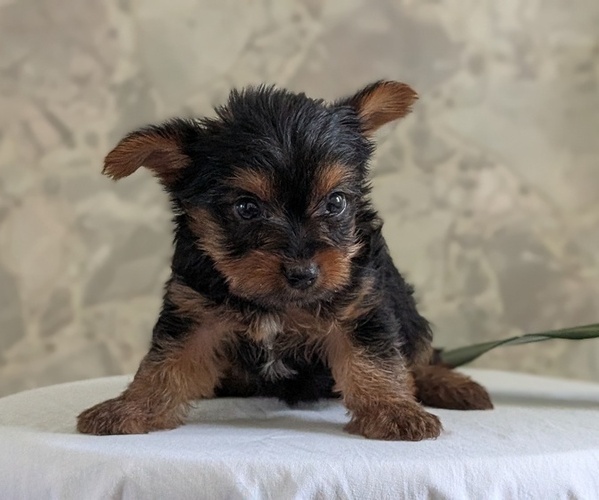 Medium Photo #2 Yorkshire Terrier Puppy For Sale in GOSHEN, IN, USA