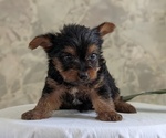 Small #1 Yorkshire Terrier