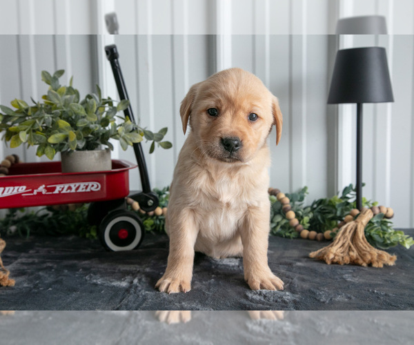 Medium Photo #1 Golden Labrador Puppy For Sale in BEACH CITY, OH, USA