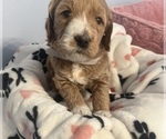Small Photo #30 Goldendoodle (Miniature) Puppy For Sale in LOVES PARK, IL, USA