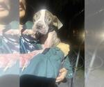 Small #1 Boxer Mix
