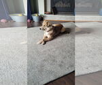 Small #1 Golden Retriever Mix