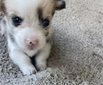 Small Photo #6 American Corgi Puppy For Sale in BRANDON, FL, USA
