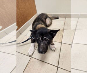 Akita-Unknown Mix Dogs for adoption in Virginia Beach, VA, USA