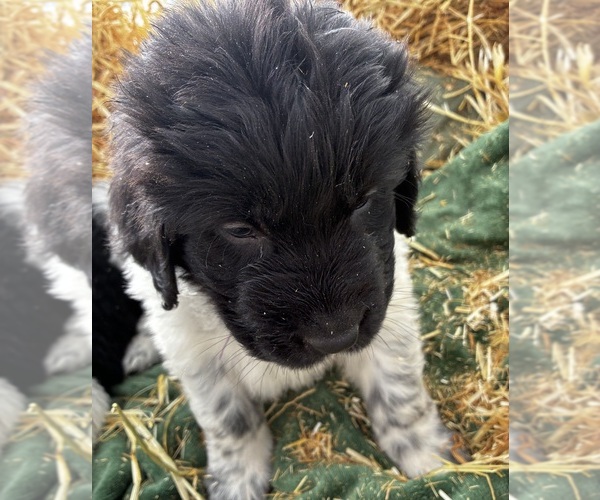 Medium Photo #5 Newfoundland Puppy For Sale in SAXTONS RIVER, VT, USA