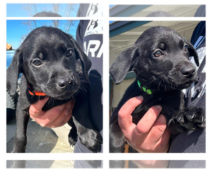 Labrador Retriever Litter for sale in HAWTHORNE, NV, USA