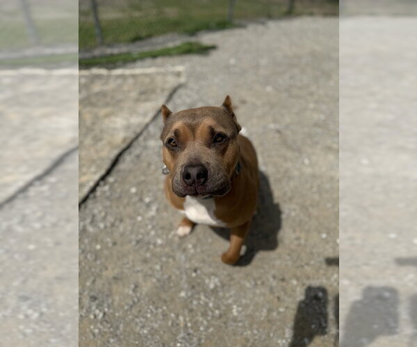 Medium Photo #3 American Pit Bull Terrier Puppy For Sale in Evansville, IN, USA