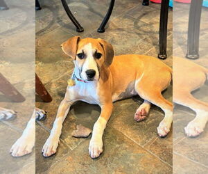 Mutt Dogs for adoption in MECHANICSBURG, PA, USA