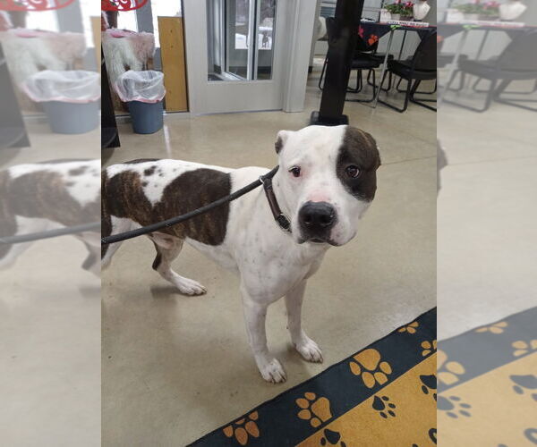 Medium Photo #2 American Staffordshire Terrier-Unknown Mix Puppy For Sale in Pierceton , IN, USA