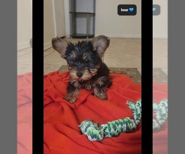 Medium Photo #2 Yorkshire Terrier Puppy For Sale in TUCSON, AZ, USA