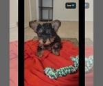 Small #1 Yorkshire Terrier
