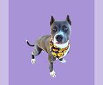 *OFFICER JENNY - Female Mutt Dog for Adoption - Small photo
