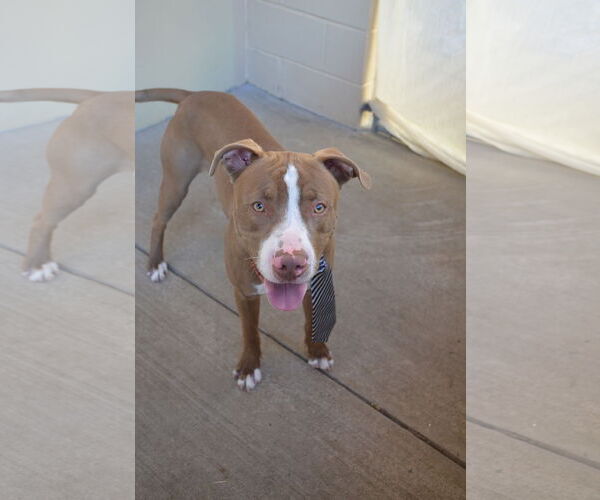 Medium Photo #2 Mutt Puppy For Sale in McKinney, TX, USA