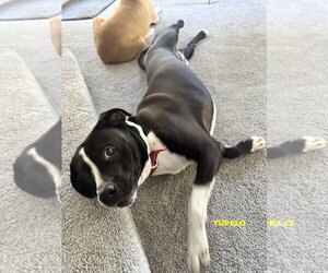 TUPELO - Male Labrador Retriever-Unknown Mix Dog for Adoption - Photo #6