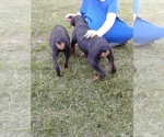Small Photo #14 Rottweiler Puppy For Sale in PINE KNOT, KY, USA