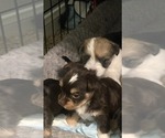 Puppy Hela Chihuahua-Mal-Shi Mix