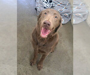 Labrador Retriever Dogs for adoption in Easton, MD, USA